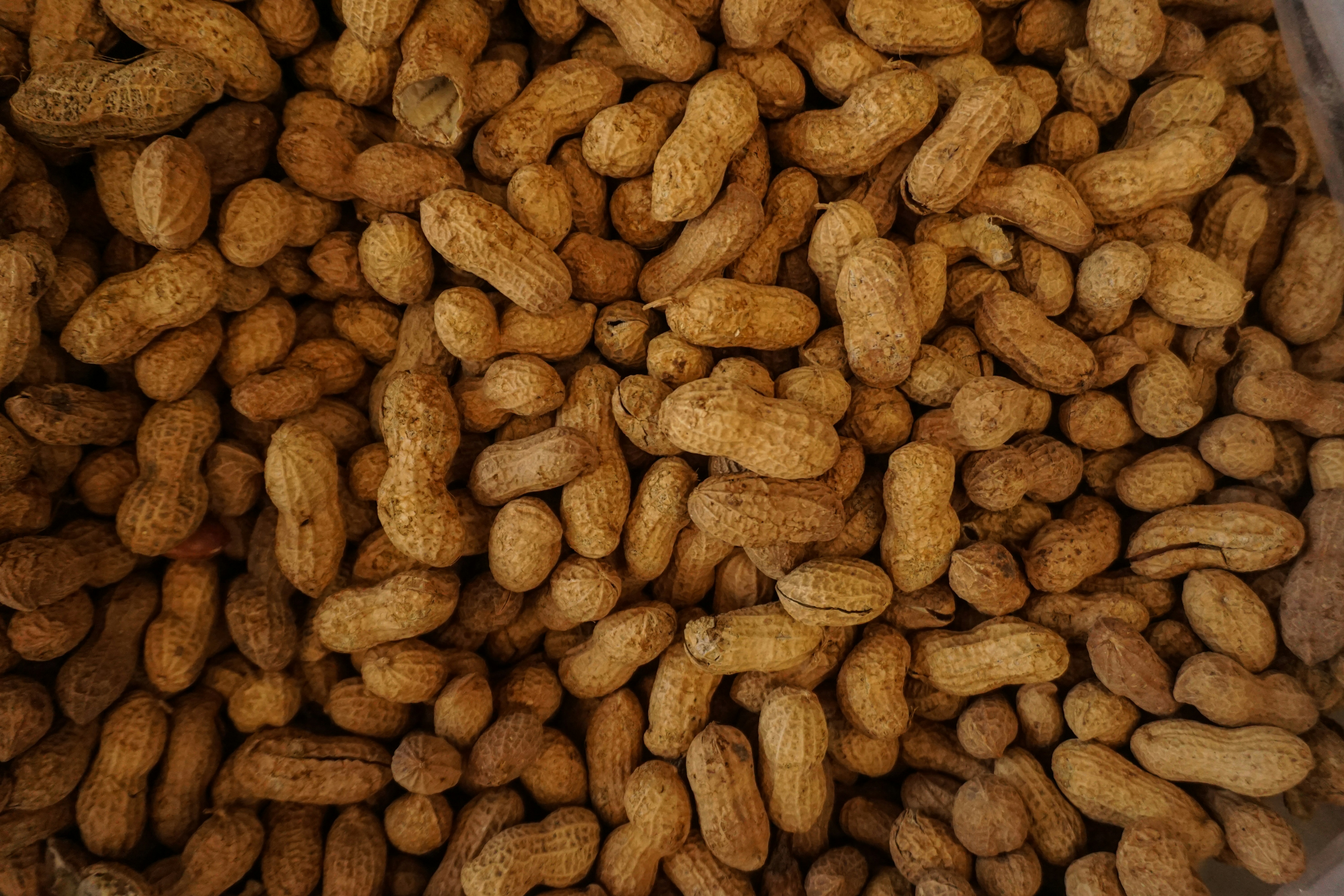 photography of brown nuts